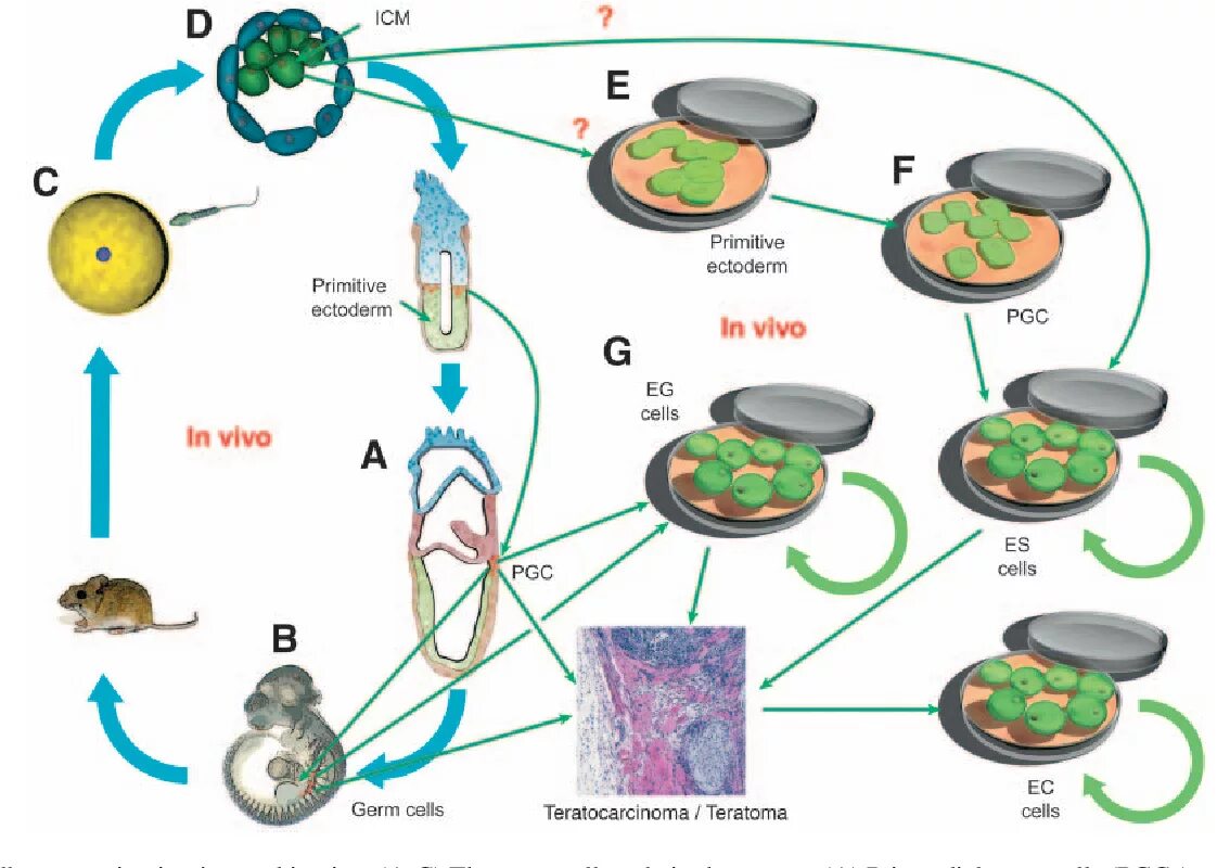 In vivo и in vitro что это такое. Животные in vivo и in vitro клеточные культуры животных. Культуры клеток in vivo, in vitro. Метод in vivo.