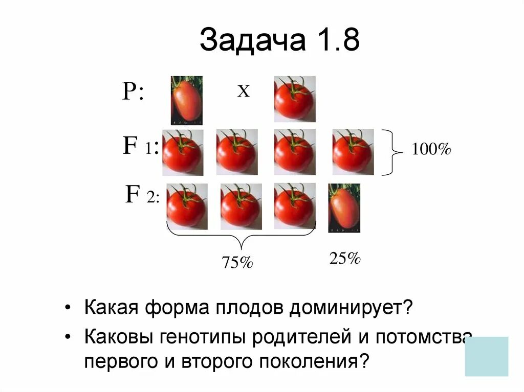 Генотип томата. Формы плодов томата. Генотипы родителей и потомства. Какая форма плодов доминирует каковы генотипы родителей и потомства.