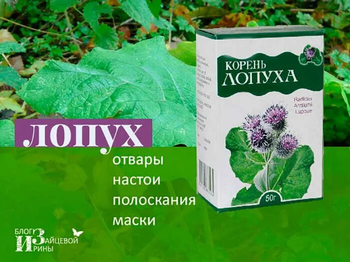 Листья лопуха польза. Лопух. Лопух корень. Лекарственные препараты с лопухом. Корень лопуха трава в аптеке.