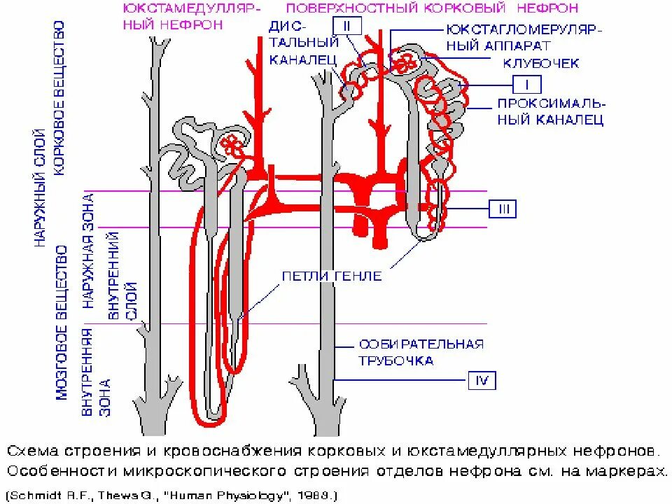 Система кровообращения почек. Строение нефрона и схема кровообращения в почке. Строение нефрона и кровообращение в почке. Почки анатомия человека нефрон. Строение нефрона почки.