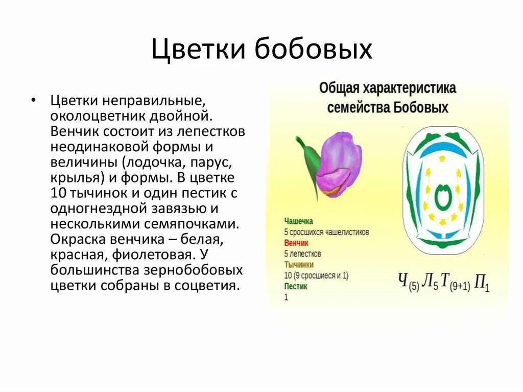 Какую формулу цветка имеют бобовые. Семейство бобовые строение. Строение околоцветника бобовых. Семейство Мотыльковые диаграмма цветка. Строение цветка бобовых формула.