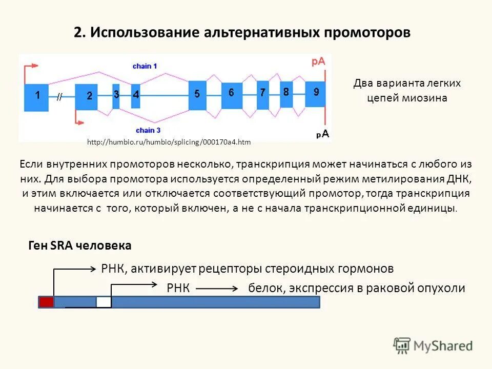 Ген кодирует информацию о структуре нескольких белков