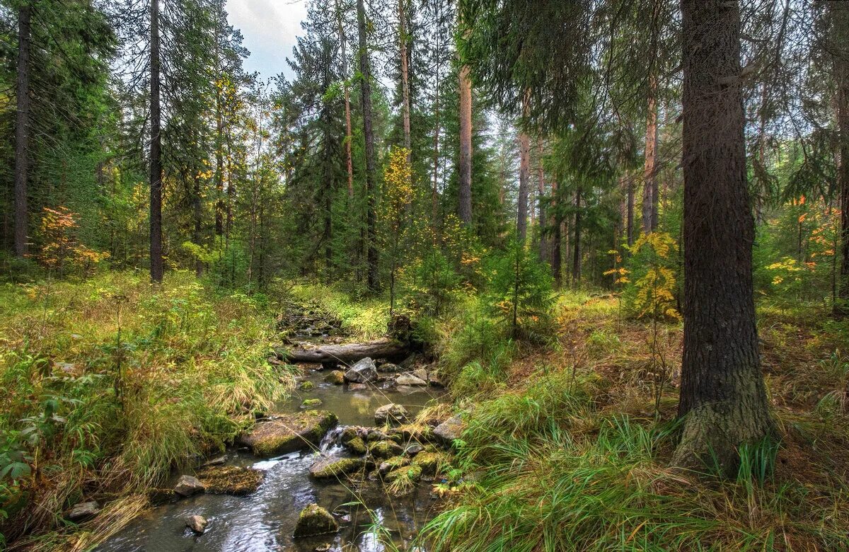 Ручей осенью. Природа ручей лес Россия. Осень ручей. Кедронский ручей. Ручей в осеннем лесу.