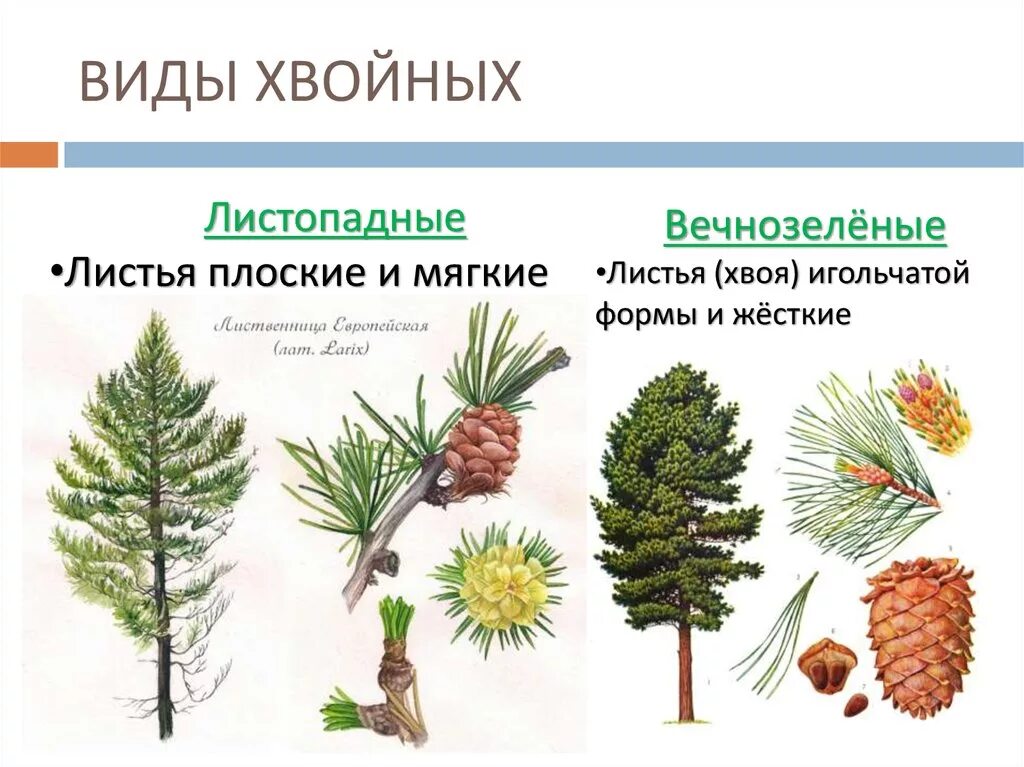 Хвойные растения названия список. Листопадное хвойное растение. Голосеменные туя. Представители хвойных голосеменных. Хвойные растения систематика Голосеменные.