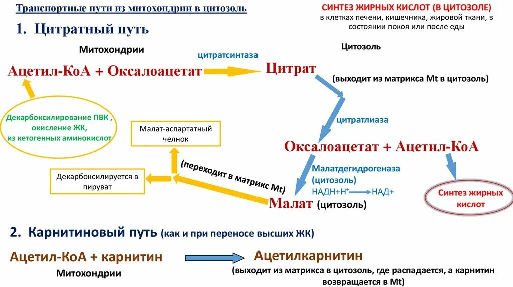 Транспорт ацила из митохондрии в цитозоль