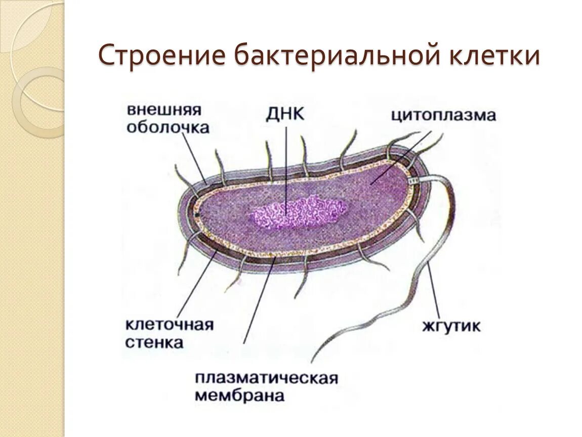 Строение прокариотической бактериальной клетки. Строение бактериальной клетки прокариот. Схема строения бактериальной клетки. Строение прокариотических клеток бактерии.