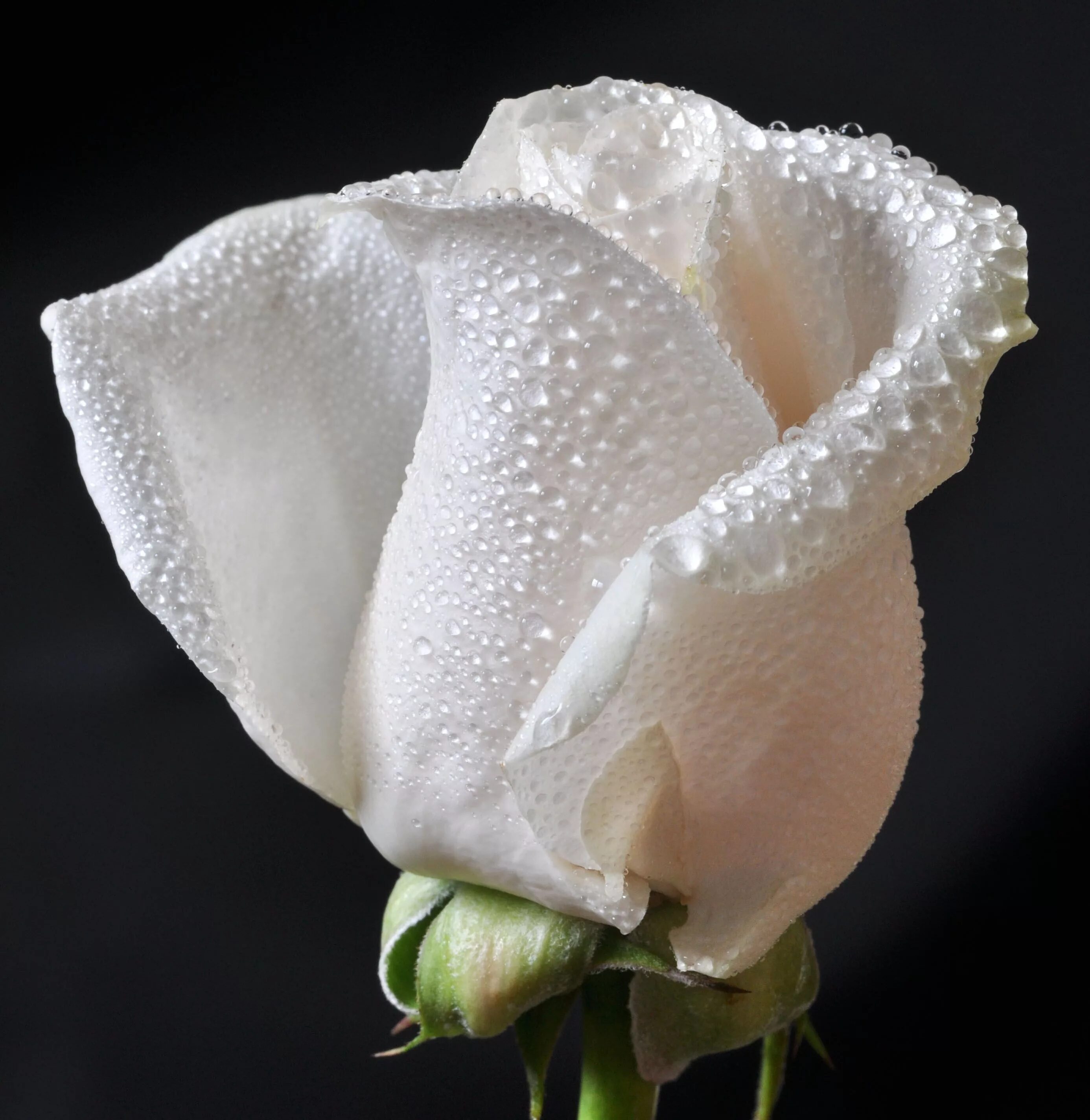 шикарный букет белых роз. самые белые розы. самые белые розы. белые розы. самые белые розы.