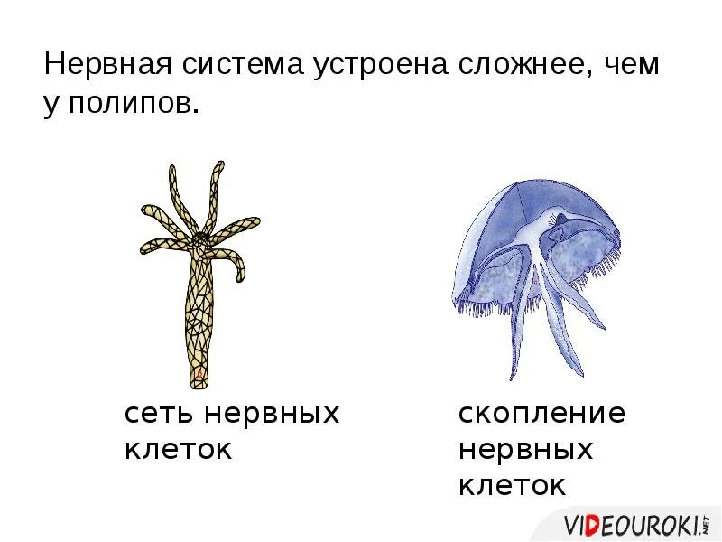 Верны ли суждения о кишечнополостных животных. Нервная система кишечнополостных. тип нервной системы у кишечнополостных животных. нервная система кишечнополостных схема. нервная система полипа.