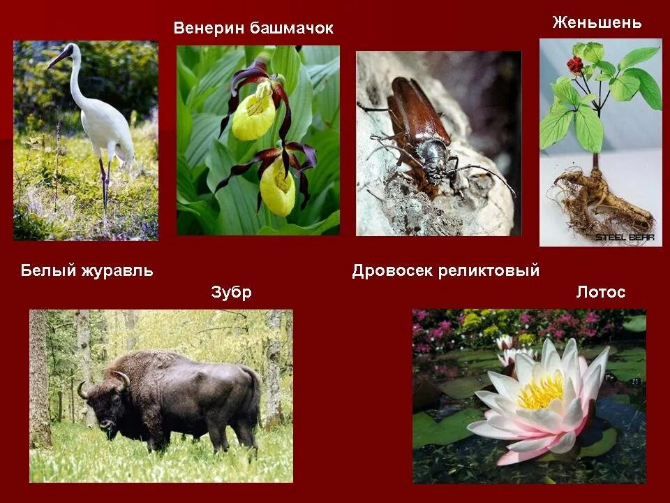 Составьте список растений и животных