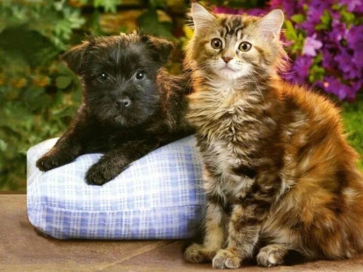 Картинки котят и щенят. Собачки и кошечки. Красивые собаки и кошки. Щенок и котенок. Милые котята и щенки.