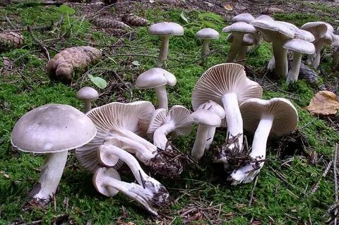 Грибы крыма фото и описание