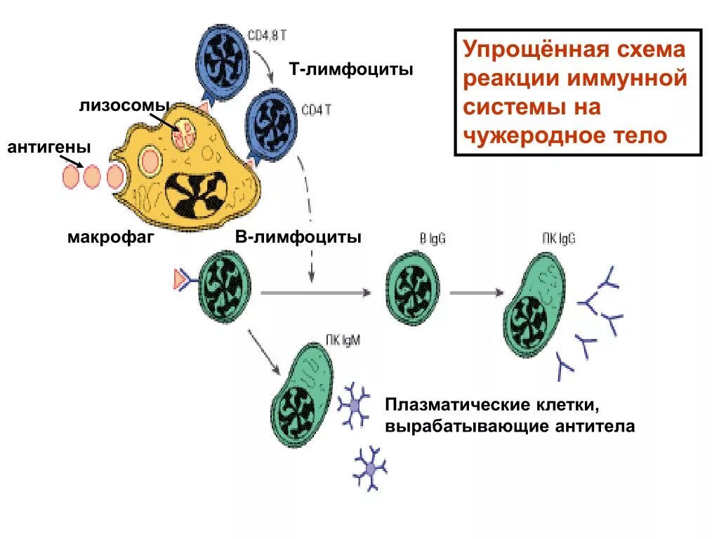 Клетки иммунной системы схема. Б лимфоциты вырабатывают антитела. Т-клетки иммунной системы и антитела. Клетки иммунной системы продуцирующие антитела. Антигены макрофагов