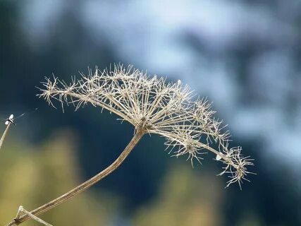 Dry plants