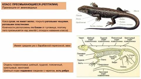 Кожные железы у пресмыкающихся