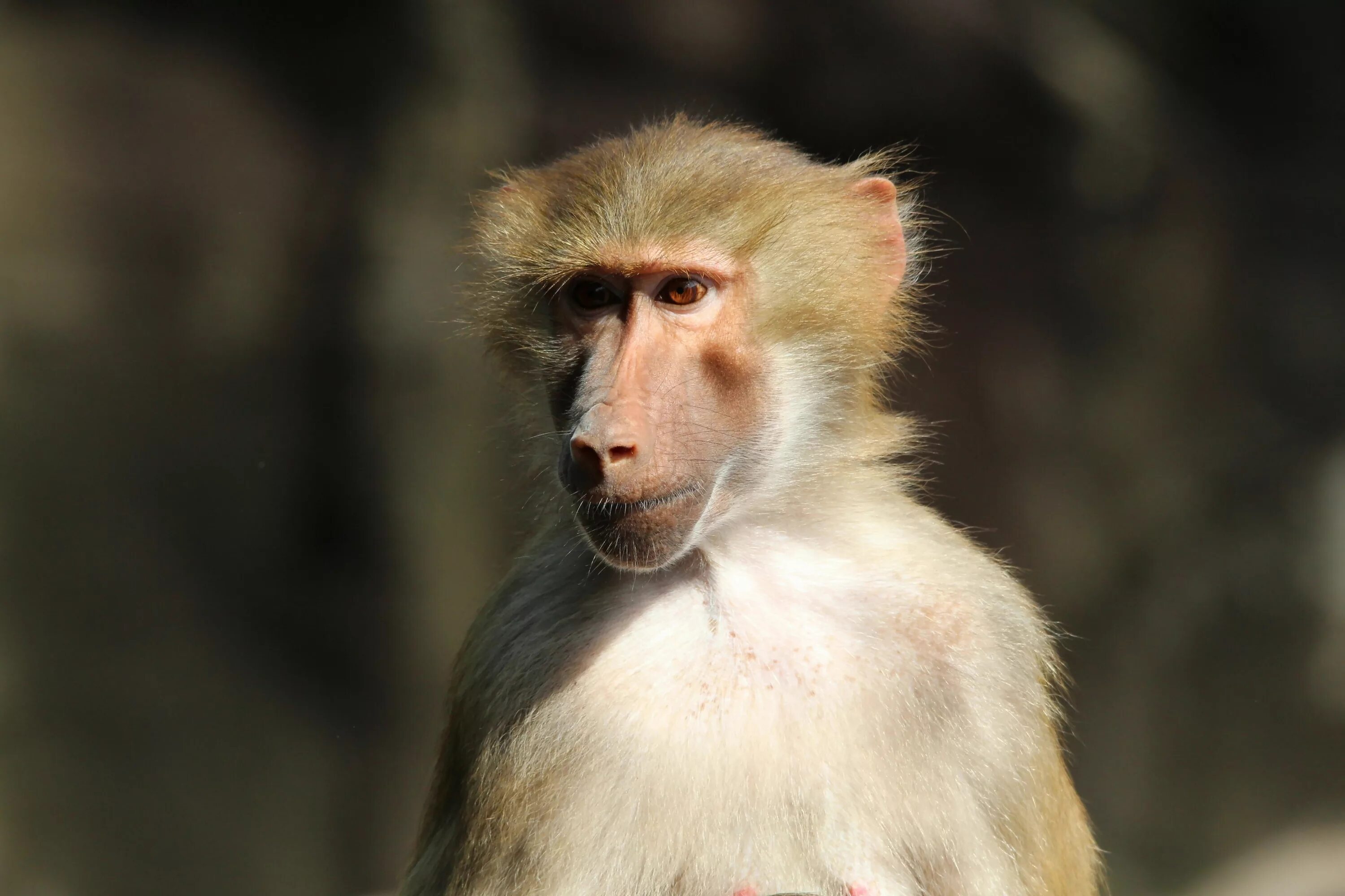 Monkey fur
