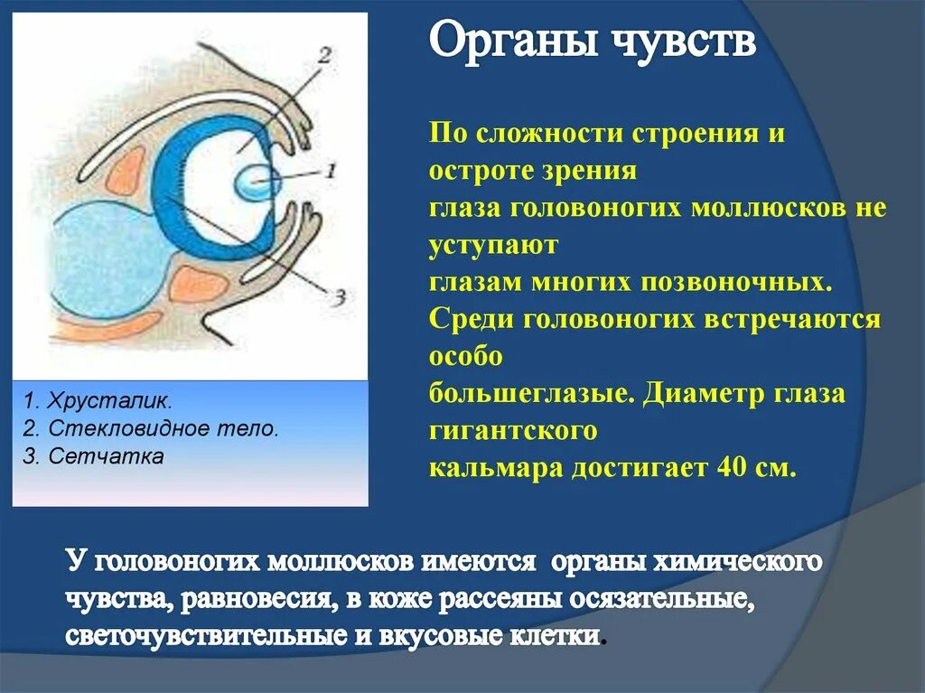 Глаза это орган чувств. Головоногие моллюски органы чувств. Класс головоногие моллюски органы чувств. Головоногие моллюски строение глаза. Органы чувств анатомия глаз.