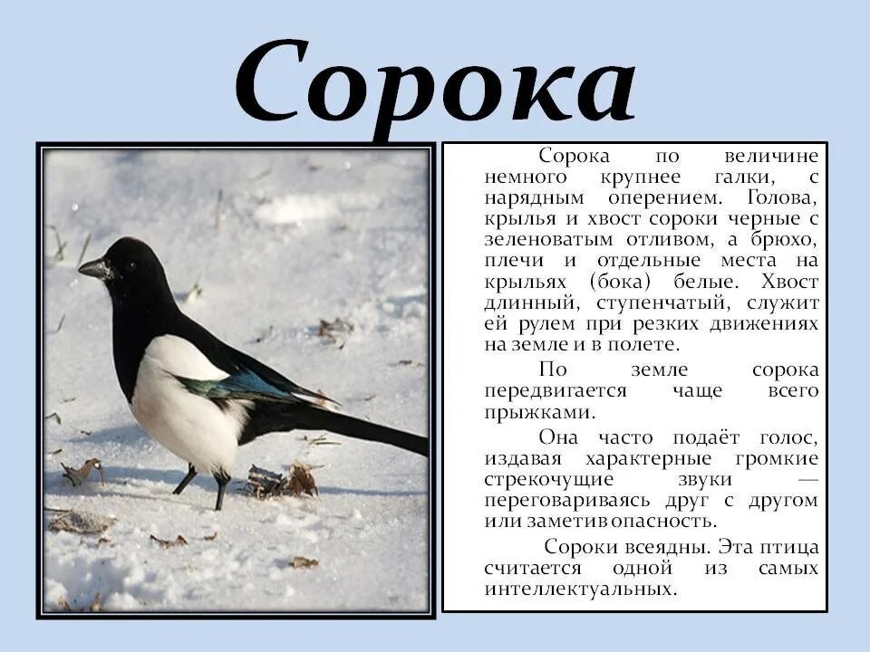 Сорок описать. Сорока описание. сорока краткое описание. информация о сороке.