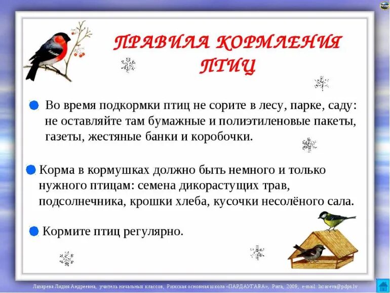 Правила подкармливания зимующих птиц. Корм для зимующих птиц в кормушку. Толкование фразеологизма на птичьих правах. Птичьих правило. Правила кормления птиц зимой для детей.
