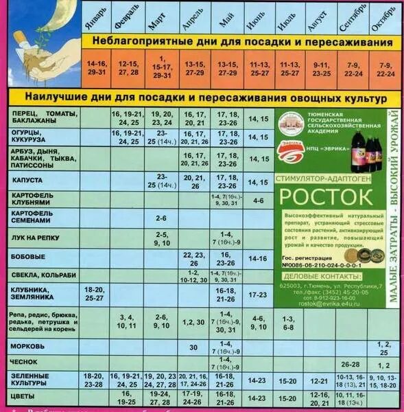 В какие дни можно садить рассаду