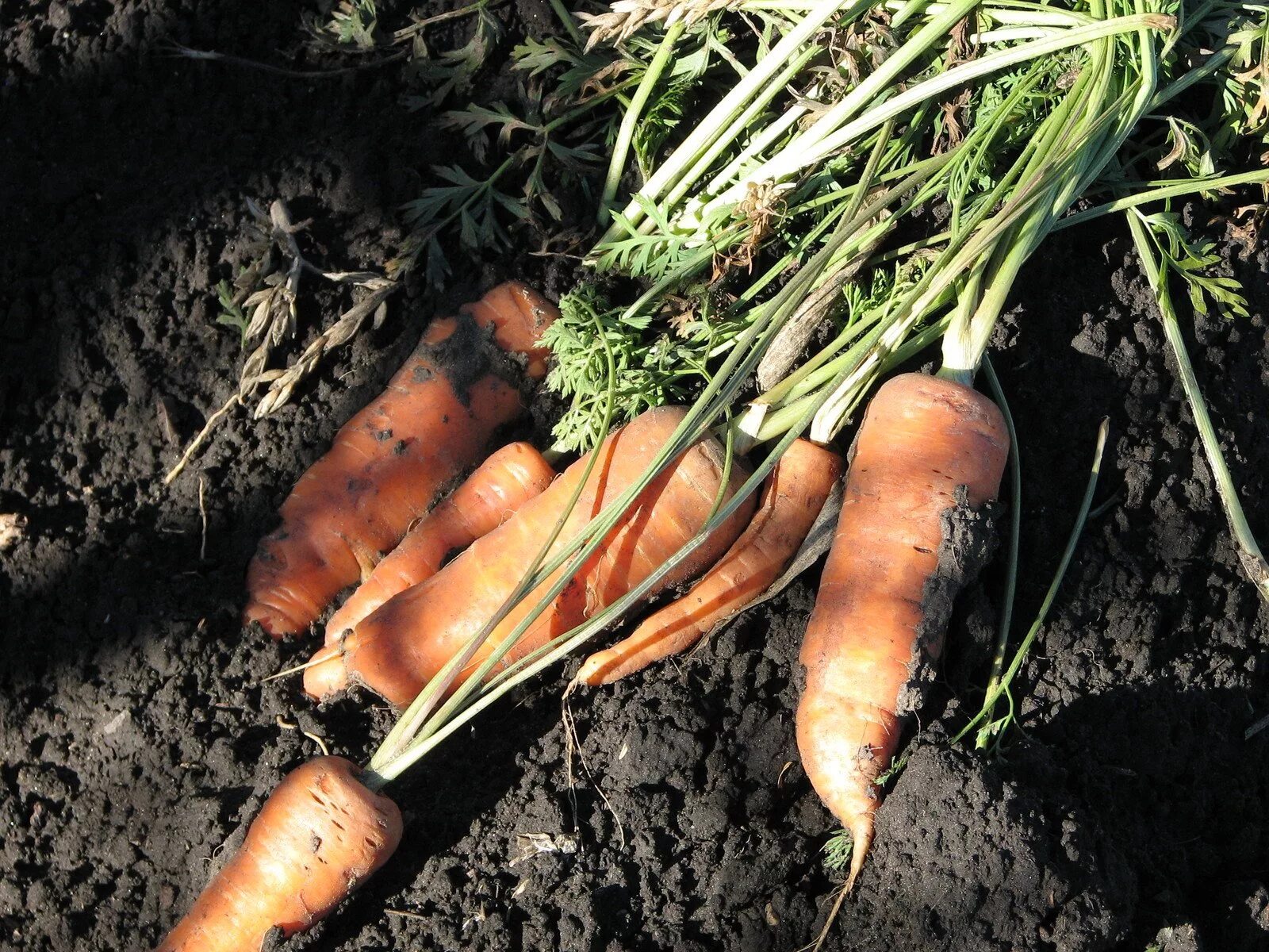 Можно ли сажать морковку. Морковь. Морковь посевная. Морковь в открытом грунте. Свежая морковь с грядки.