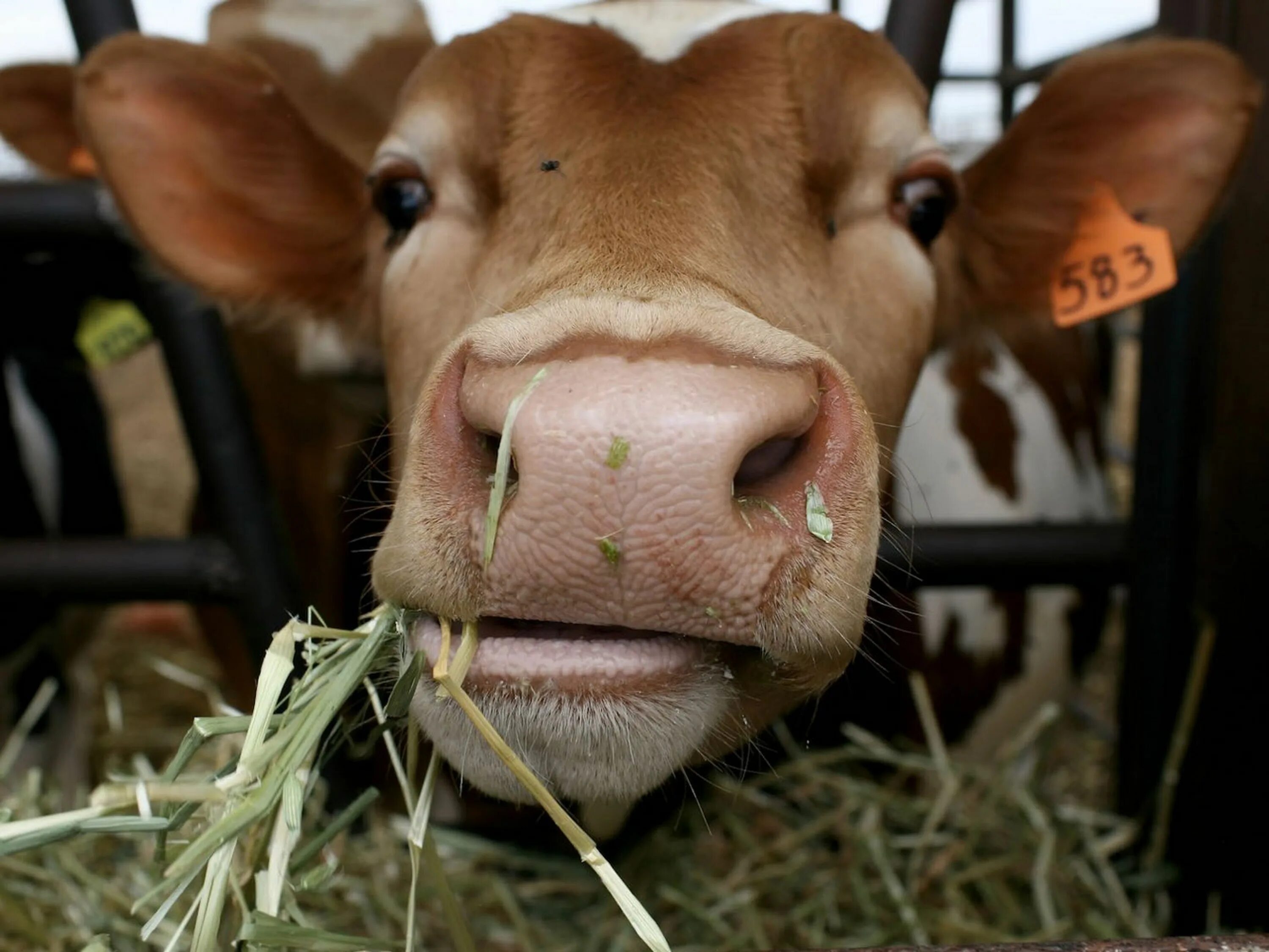 Корова. Корова ест. Корова жует траву. СХ животные. Принимаю сену
