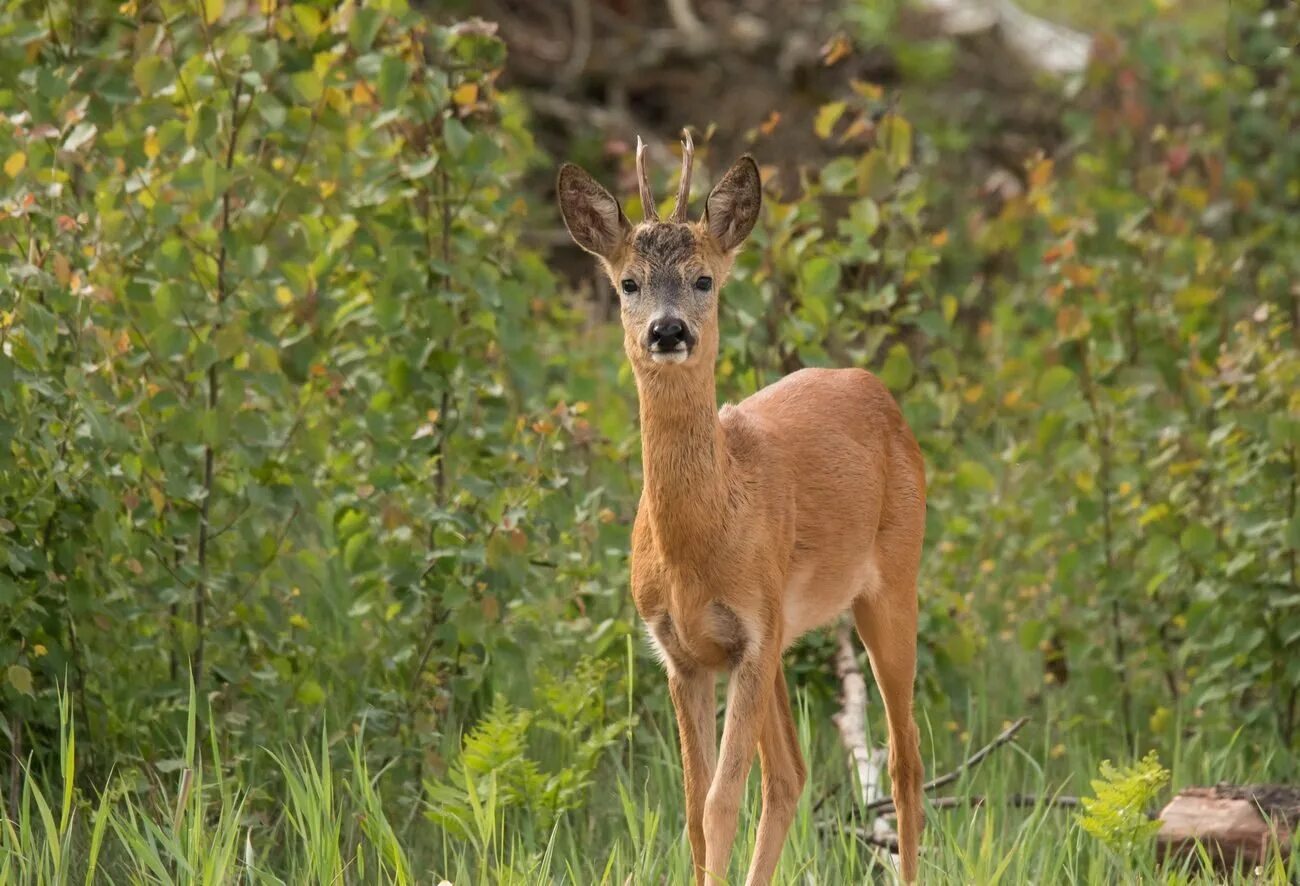 Европейская косуля (capreolus capreolus). Сибирская косуля capreolus pygargus. Сычуаньская косуля. Косуля в Мордовии. Косуля в какой природной