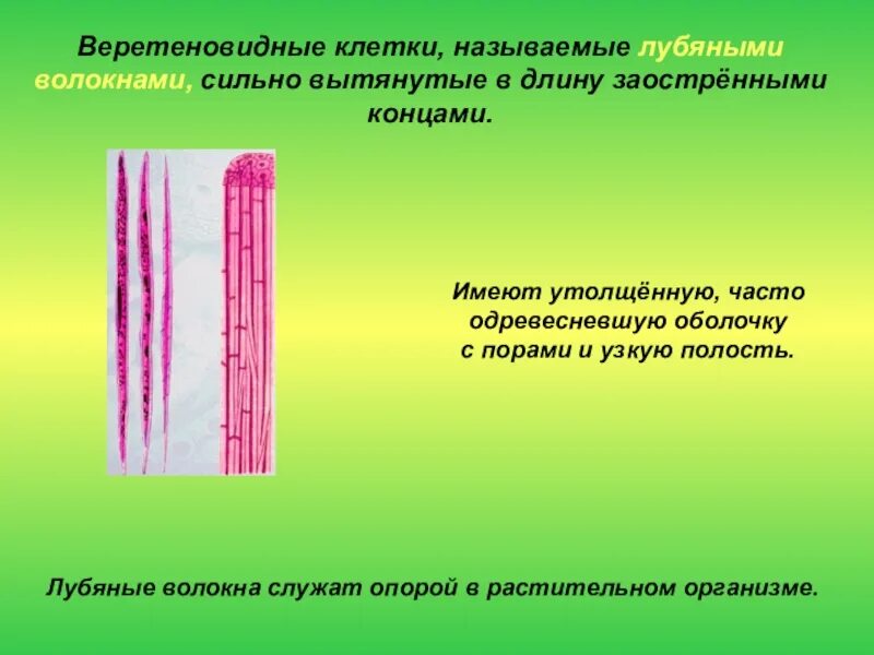 Состоят из многоядерных веретеновидных клеток. Веретеновидные клетки мышечной ткани. Веретеновидновидные клетки. Веретеновидная форма клеток. Ткань с веретеновидными клетками.