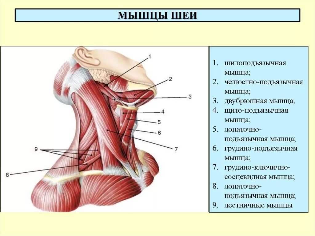 Мышцы шеи анатомия. Поверхностные мышцы шеи сзади. Атлас мышц шеи сзади. Поверхностные мышцы шеи сзади анатомия. Поверхностные мышцы шеи спереди.