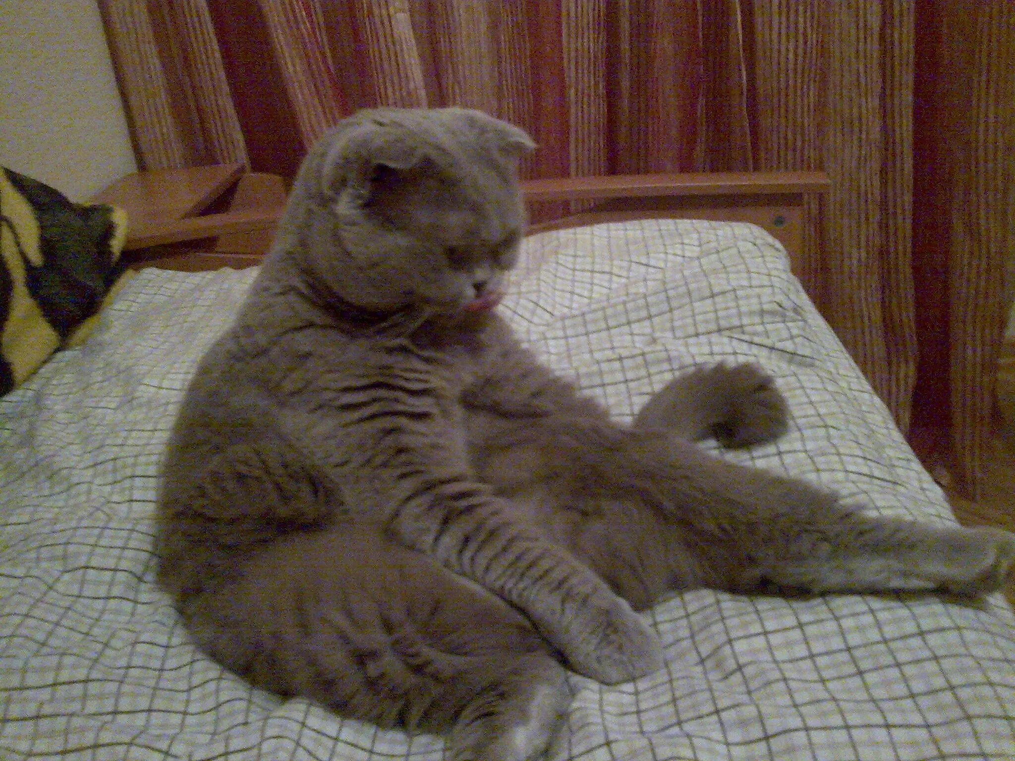 Сколько живет шотландская кошка в домашних условиях. Кот британец вислоухий сидит. Шотландская вислоухая сидит. Взрослый шотландский вислоухий кот. Шотландский вислоухий кот сидит.
