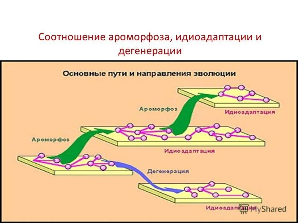 Определите по рисунку направления эволюции обоснуйте свой. Направления эволюции ароморфоз идиоадаптация дегенерация. Основные направления эволюции ароморфоз идиоадаптация дегенерация. Направления эволюции ЕГЭ ароморфоз. Основные пути эволюции ароморфоз идиоадаптация дегенерация.