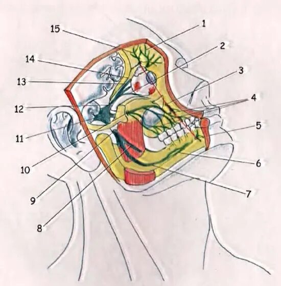 Тройничный нерв справа. Подглазничный нерв топография. Иннервация тройничного нерва на лице. Топография тройничного нерва.