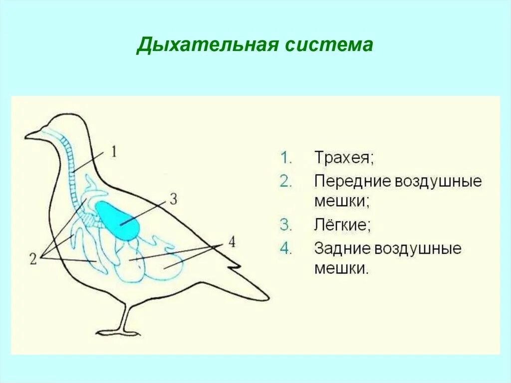 Строение дыхательной системы птиц. Органы дыхания птиц схема. Внутреннее строение птиц дыхательная. Нервная система система птиц.