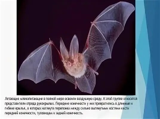 Представители летающих млекопитающих. Сумчатые насекомоядные рукокрылые. рукокрылые представители. рукокрылые млекопитающие представители. систематика рукокрылых.