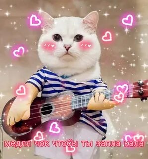 Котик самбука