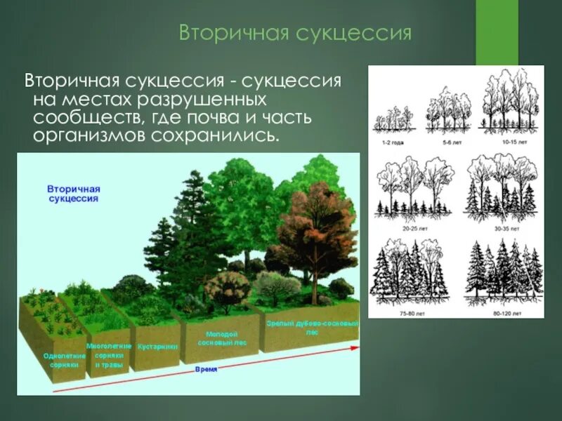 Приведите примеры сукцессий. Вторичная экологическая сукцессия. Сукцессия смешанного леса. Сукцессия хвойного леса. Этапы первичной и вторичной сукцессии.