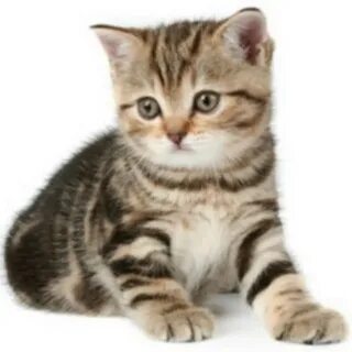 Санкт-Петербургтегі интимдік салондар