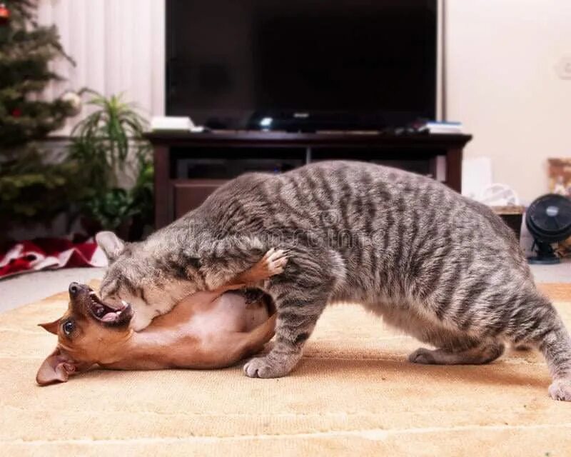 Укушенные собакой кошки. Кот кусает собаку. Драка кота и собаки. Кошка с собакой дерутся. Кот нападает.