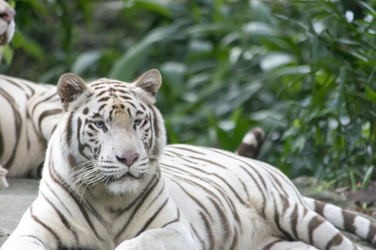 Амурский тигр альбинос. Бенгальский тигр. Бенгальский тигр альбинос. Белый бенгальский тигр. Бенгальский тигр подвид тигра