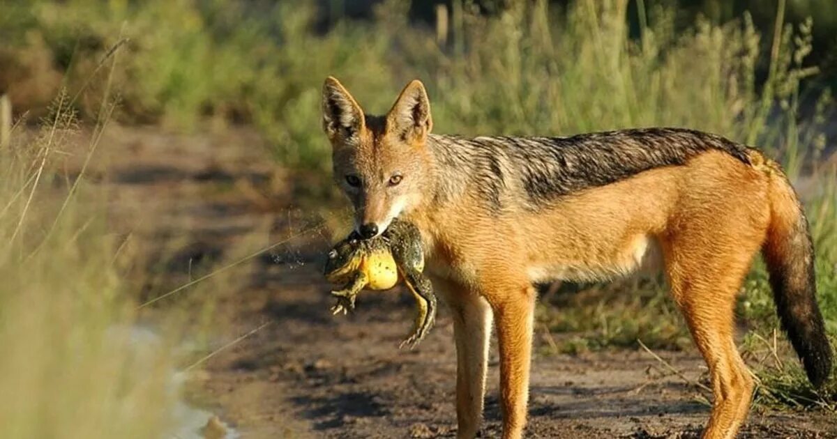 Как выглядят шакалы фото. Обыкновенный Шакал (canis aureus). Шакал камышовый. Шакал чепрачный (canis mesomelas). Шакал обыкновенный Краснодарский край.