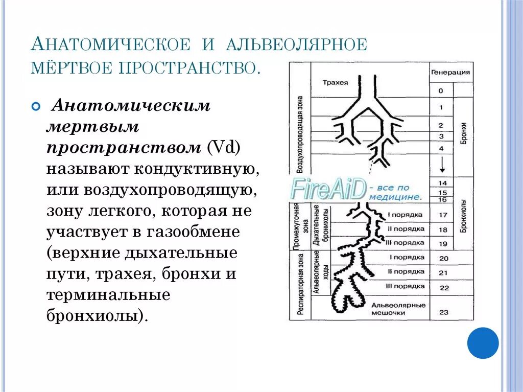 Альвеолярное Мертвое пространство. Анатомически и альвеолярно Мертвое пространство. Анатомическое альвеолярное и физиологическое Мертвое пространство. Анатомические пространства. Физиологическое мертвое пространство