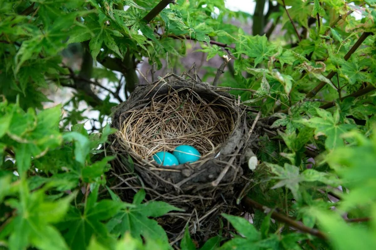 Гнездо вьюрка. Ұя салады. Птичка ткачик гнездо. Ұя салады. Innisia nest.