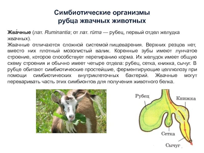 Бактерии рубца жвачных. Рубец жвачных. желудок жвачных. симбиотические организмы. рубец желудка жвачных.