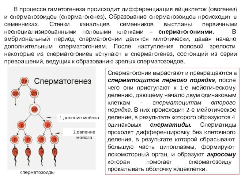 Процесс формирования сперматозоидов. Гаметогенез Вебиум. Процесс гаметогенеза. Процесс образование спермиев. Где происходит созревание яйцеклеток