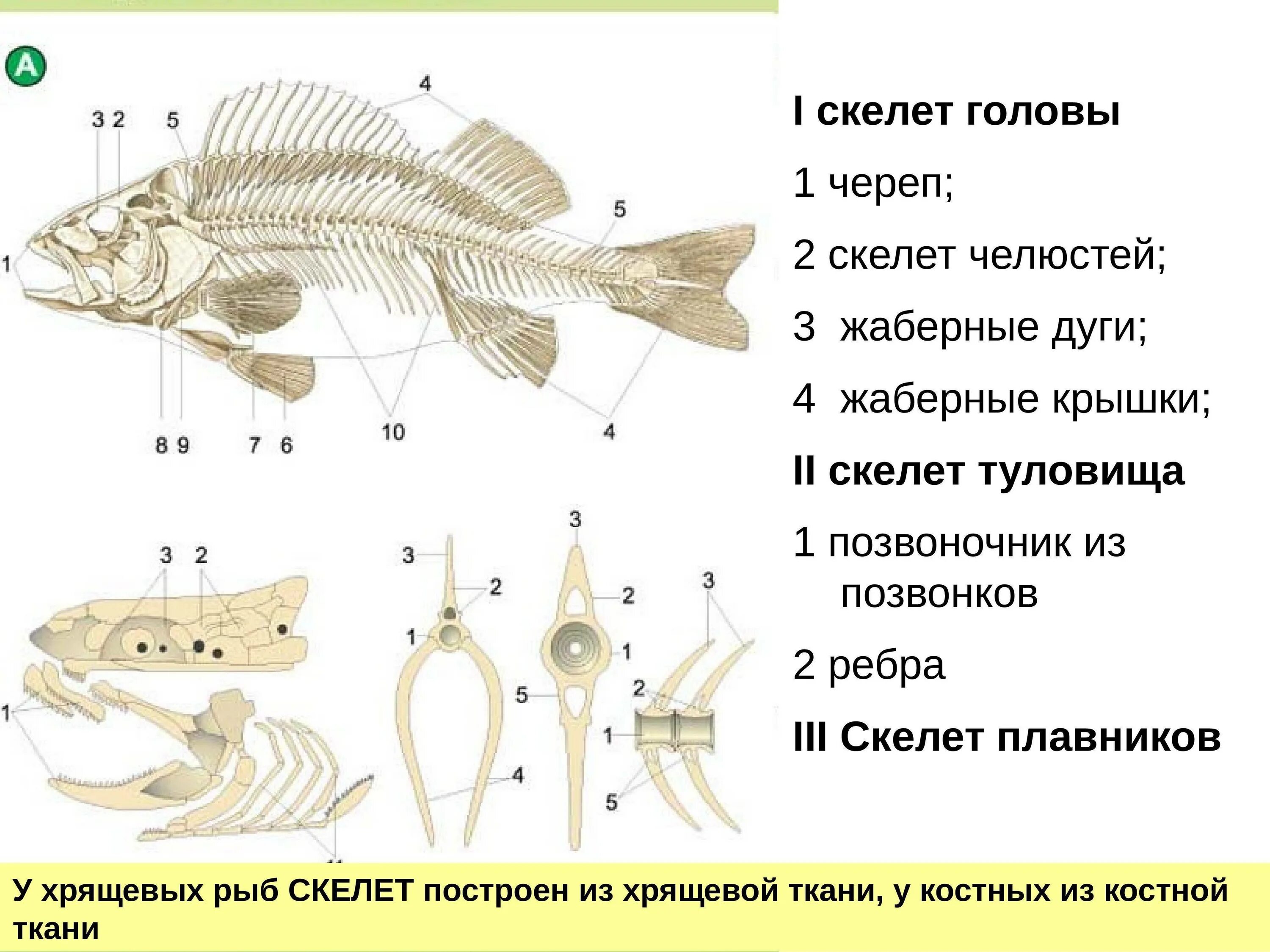 Скелет туловища рыбы. Внутреннее строение костной рыбы самка окуня. Внутреннее строение костной рыбы. Строение скелета костистой рыбы.