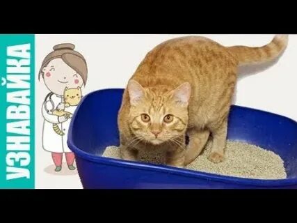 Кот не может помочиться
