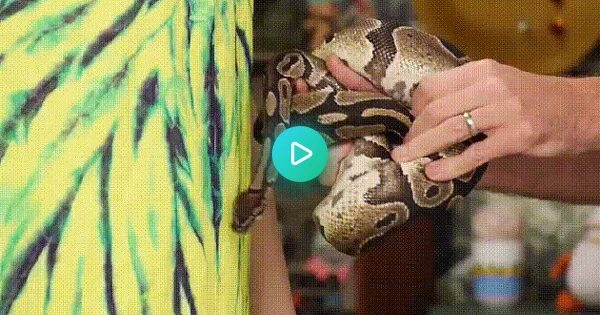 Картинки животных змеек. Дорогая не шипи. Змеи с руками. Змеи gif. Змей гладить.