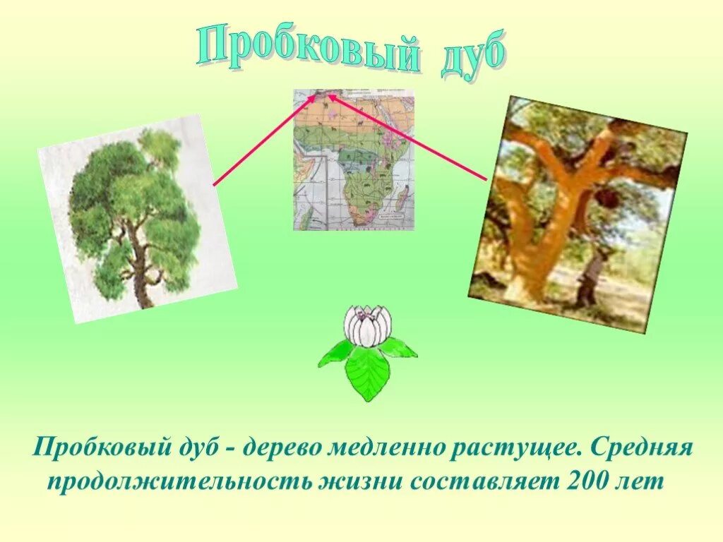 Продолжительность деревьев дуб. Дуб продолжительность жизни дерева. дуб срок жизни дерева. пробковое дерево продолжительность жизни. сколько живет дерево дуб.