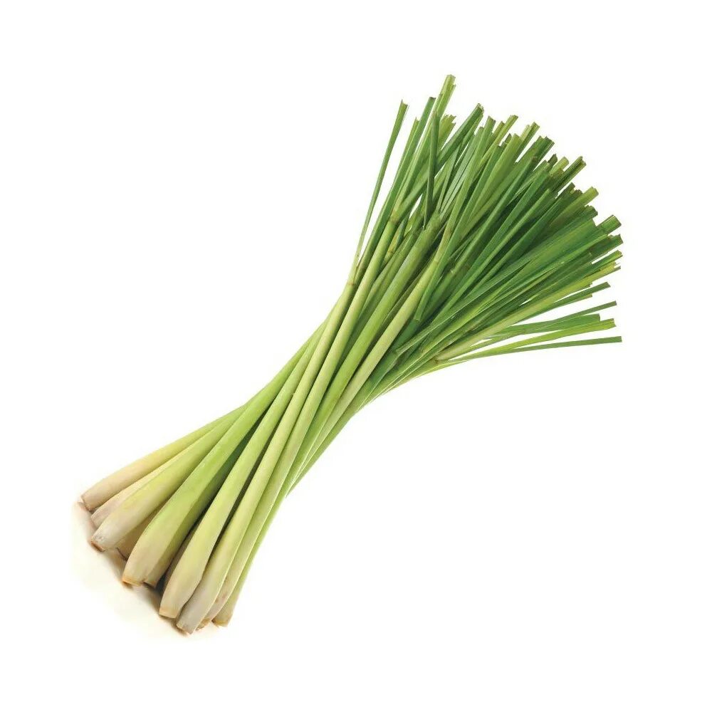 Цитронелла описание. Лимонное сорго (lemongrass). cymbopogon winterianus. цимбопогон лимонная трава. лемонграсс (лимонная трава) цитронелла.