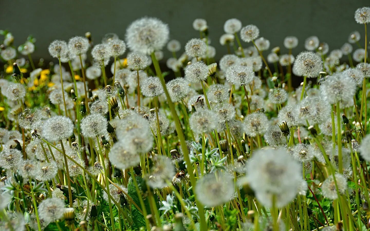 Лекарственные растения луга одуванчик. Одуванчик первоцвет. Одуванчики самый распространенный. Одуванчик полевой лекарственный. Одуванчик астровые.