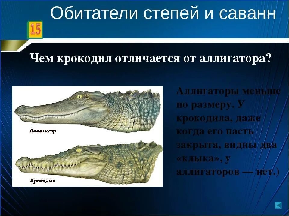 Составляющие крокодила. Крокодил аллигатор кайман гавиал. крокодил и аллигатор разница. отличие крокодилов от аллигаторов. разница крокодила от аллигатора.